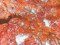 善福寺公園の紅葉