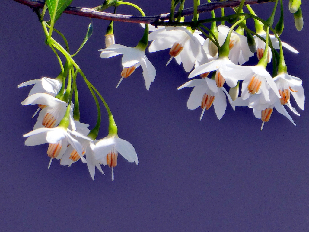 エゴの木の花