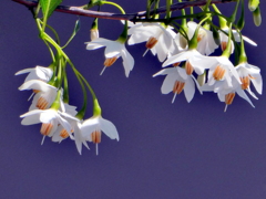 エゴの木の花