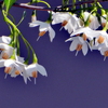 エゴの木の花