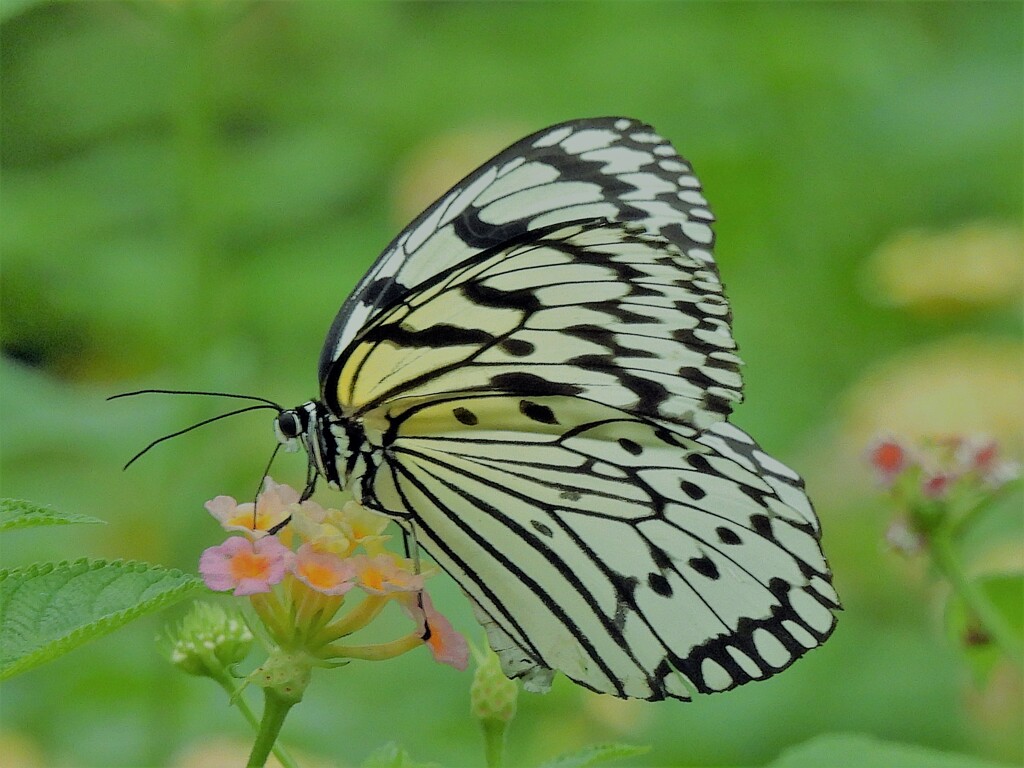 花と蝶