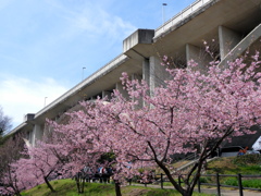 上谷戸大橋と河津桜