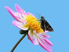 花と蝶