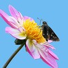 花と蝶