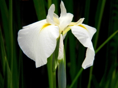 花しょうぶ