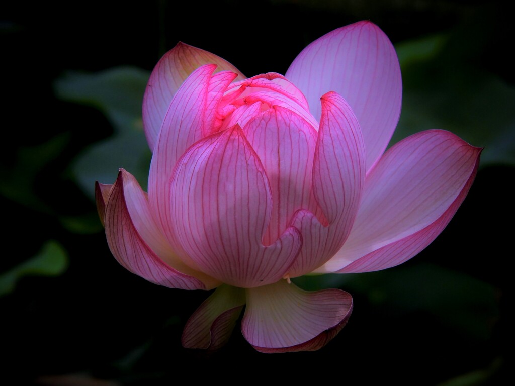 神代植物園の蓮　翠微夕照