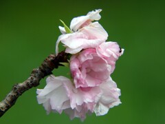 季節外れに咲く桜
