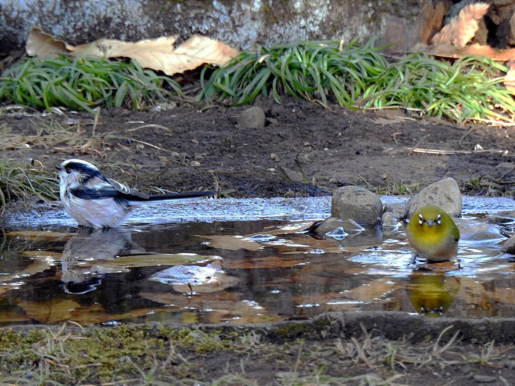 エナガも来たよ