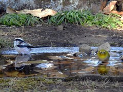 エナガも来たよ