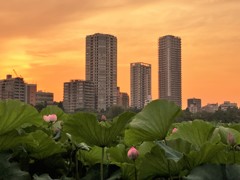 不忍池の夕景