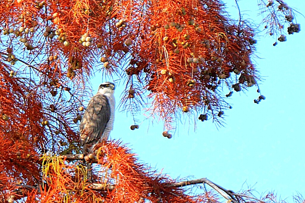 大鷹の紅葉見物