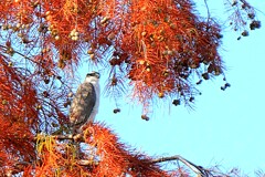 大鷹の紅葉見物