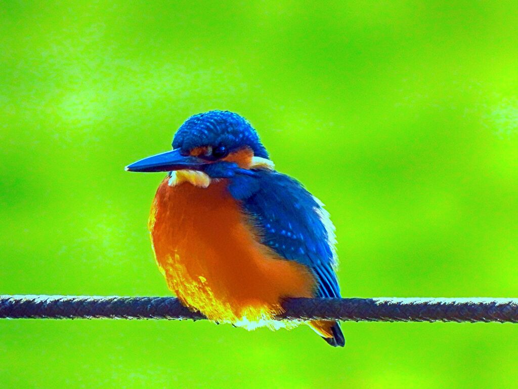 カワセミ