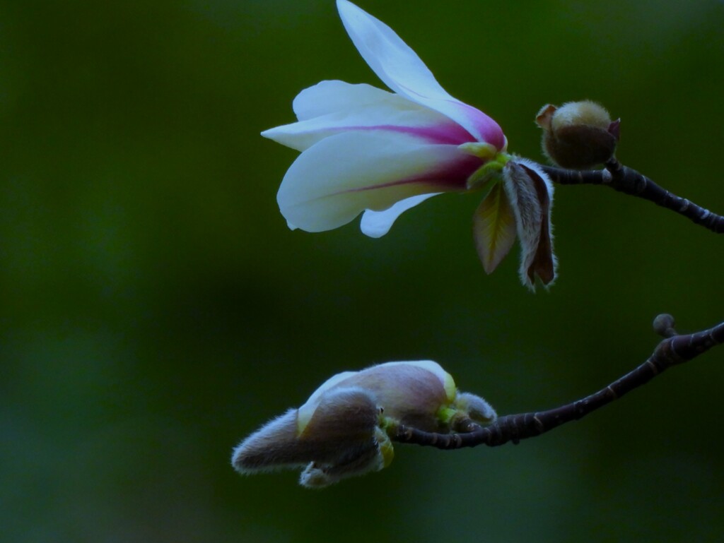 日比谷公園の辛夷の花