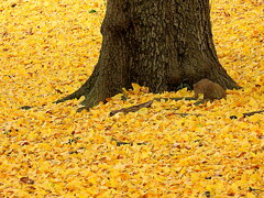 銀杏の落ち葉