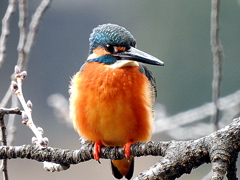 上池のカワセミ♂