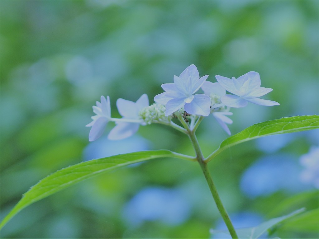 七段花 シチダンカ By Sam777 Id 写真共有サイト Photohito