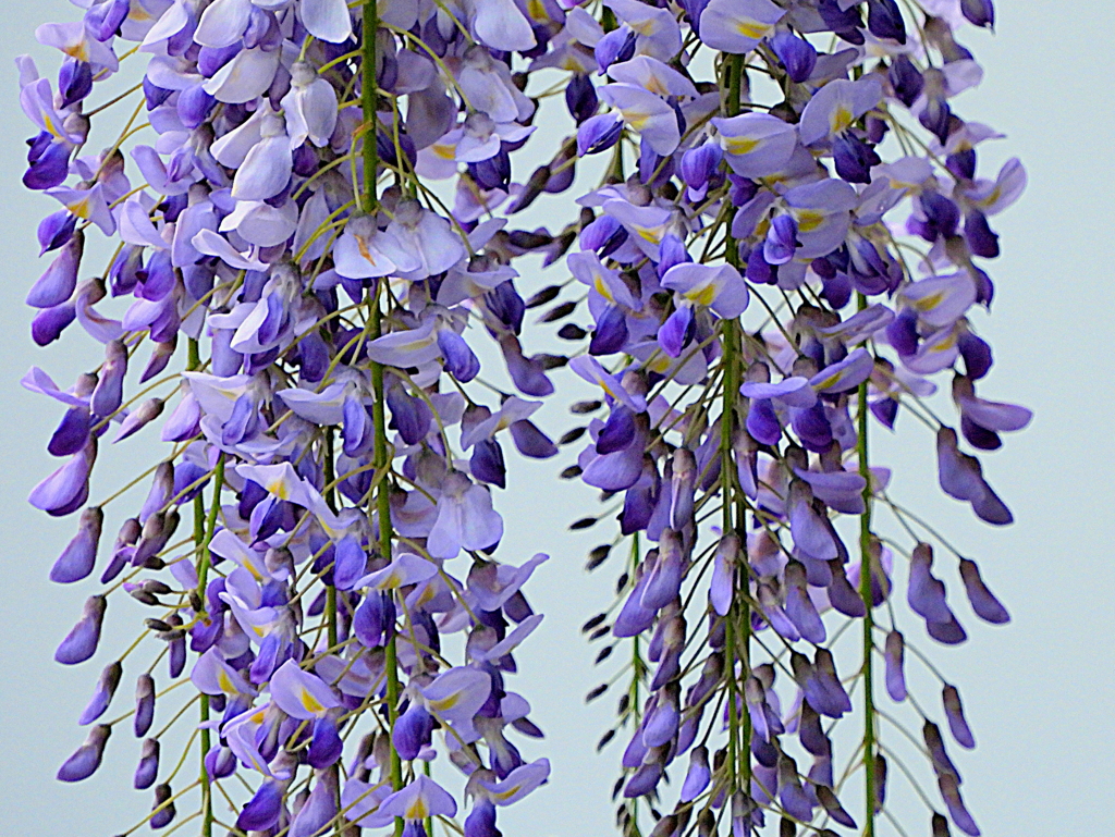 藤の花