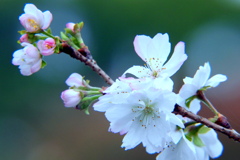 十月桜