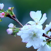 十月桜