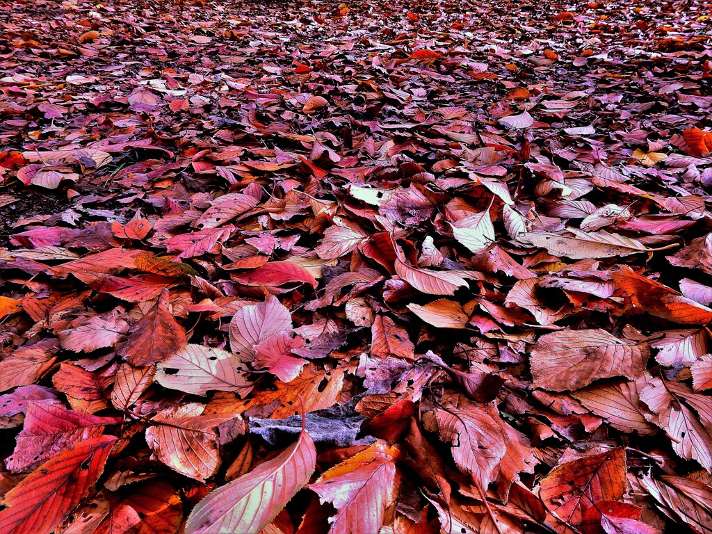 枯葉 By Sam777 Id 写真共有サイト Photohito 枯葉 By Sam777 Id 写真共有サイト Photohito