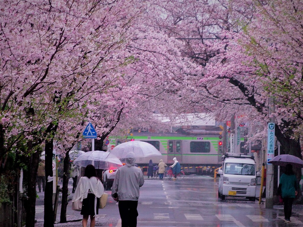せたがや百景
