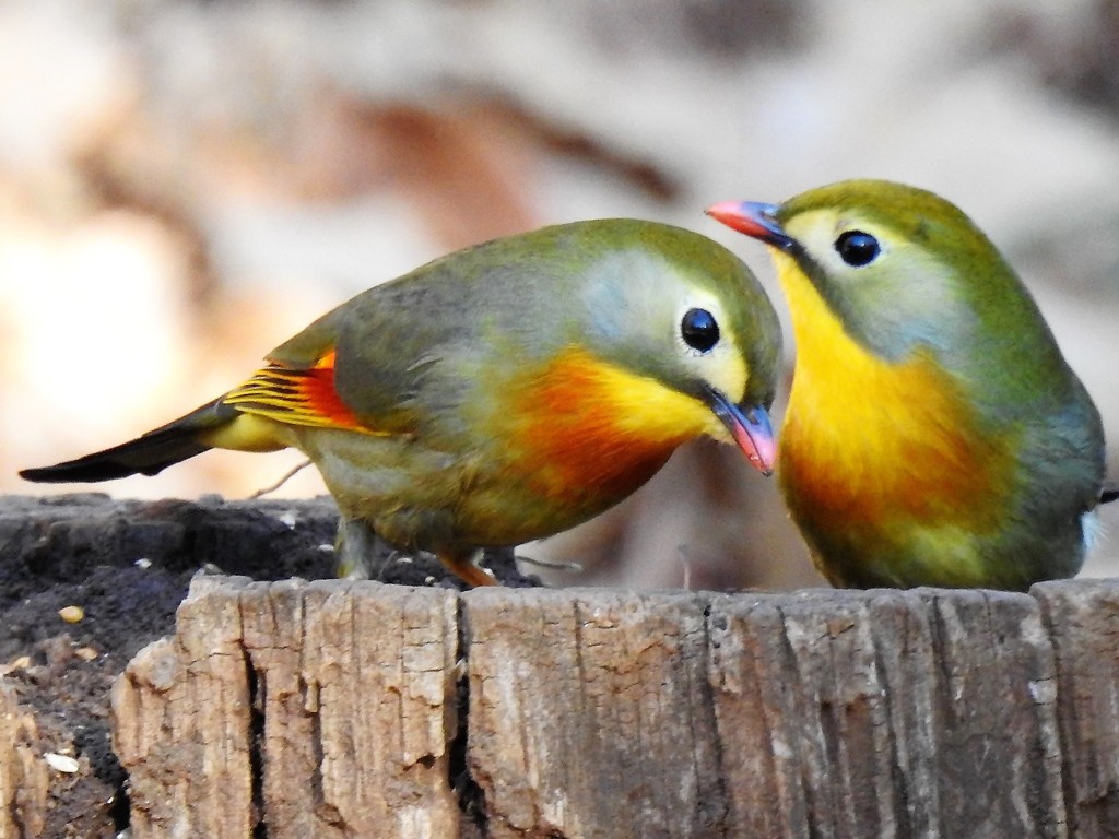 相思鳥ツーシュット By Sam777 Id 写真共有サイト Photohito