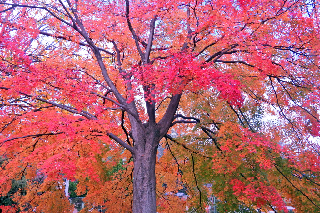 桜ヶ丘公園の紅葉