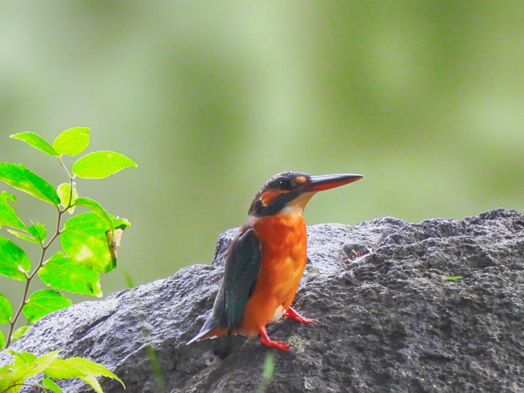 下池のカワセミ♀