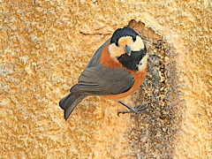 ヤマガラの貯食行動