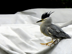 冠髪を逆立てるササゴイ親鳥