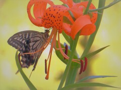 花と蝶