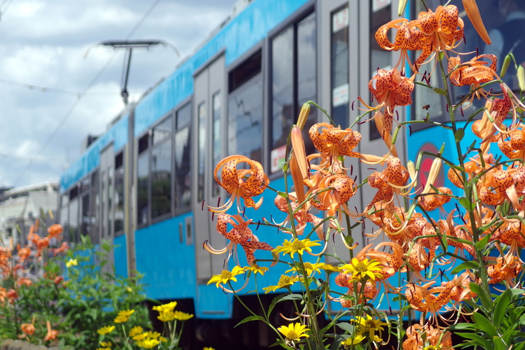 電車と花