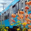 電車と花