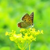 花と蝶