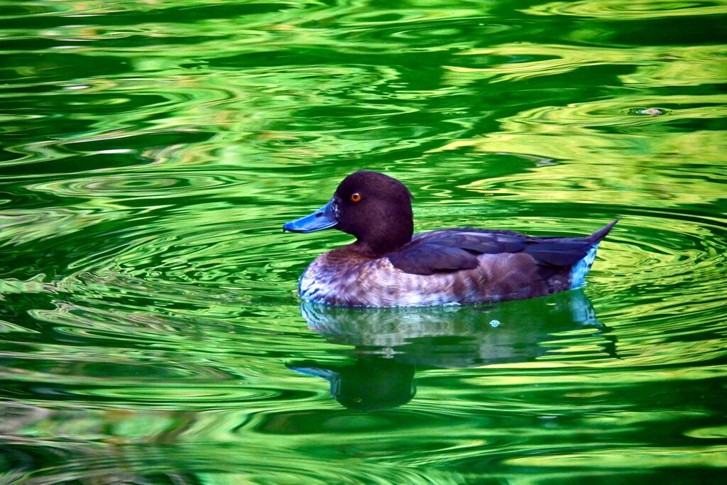井の頭公園のキンクロハジロ