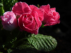 プレミアム・バラ咲ジュリアン　