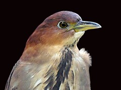 溝五位のポートレート