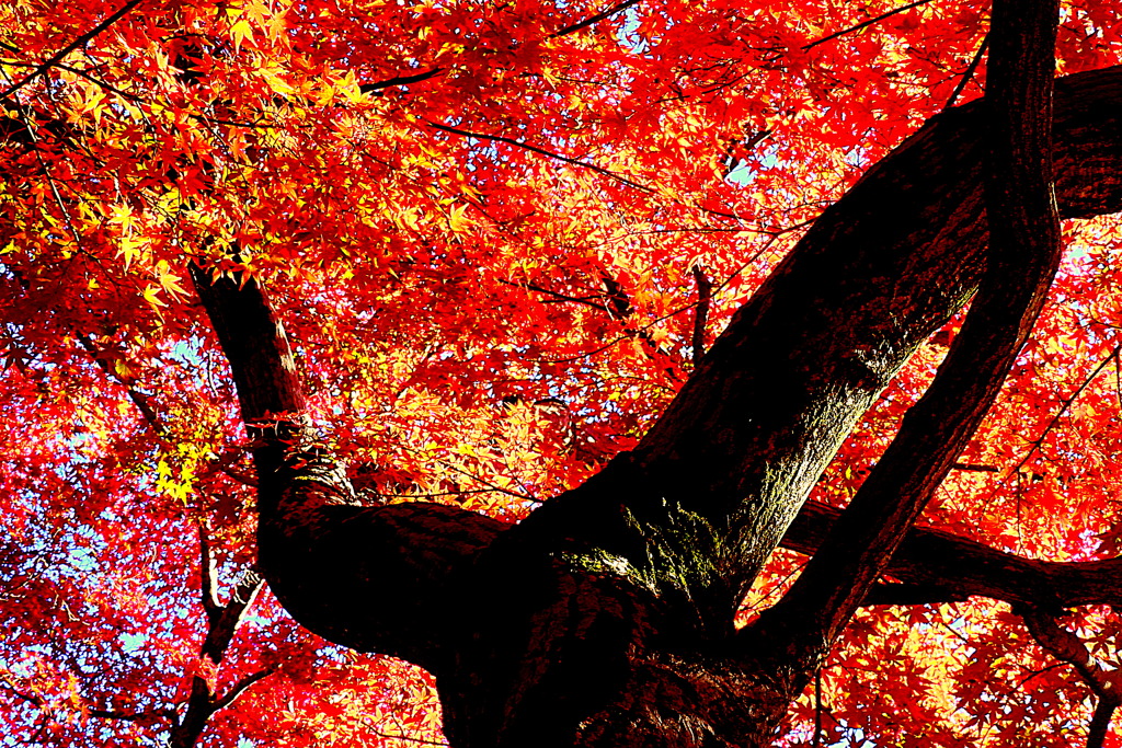 弁天堂の紅葉