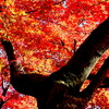 弁天堂の紅葉