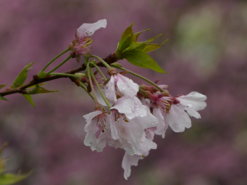 高遠小彼岸桜