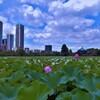 不忍池の夏