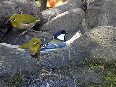 仲良しの小鳥たち