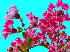夏祭り