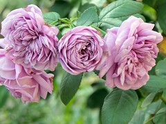 カインダ･ブルー