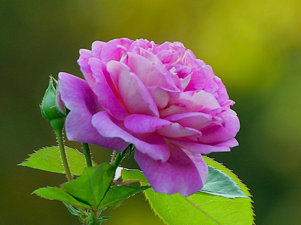 アークテックブルー