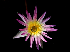 ピンク・フラミンゴ