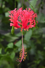 風鈴仏桑花