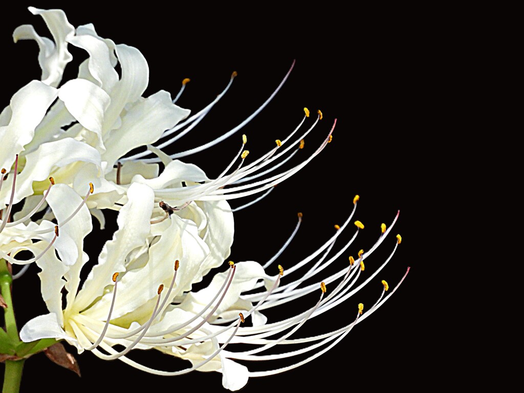 白彼岸花 