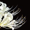 白彼岸花 